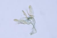 Phyllonorycter rajella