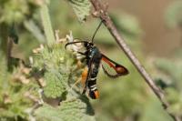 Pyropteron chrysidiforme