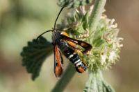 Pyropteron chrysidiforme