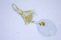 Eucosma hohenwartiana