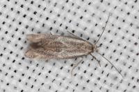 Elachista maculosella