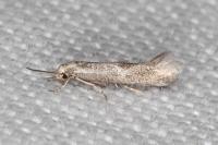 Elachista maculosella