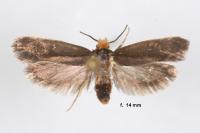 Cephimallota crassiflavella