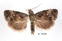 Endothenia pullana