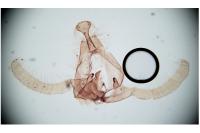 Endothenia pullana