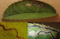 Stigmella anomalella
