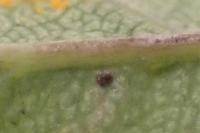 Stigmella anomalella