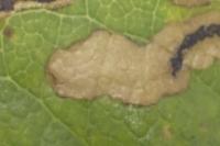 Stigmella anomalella