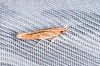 Pyroderces argyrogrammos