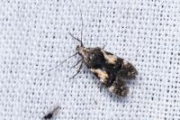 Teleiodes luculella