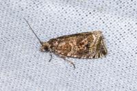 Celypha lacunana