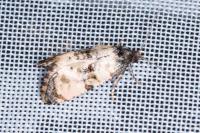 Cochylichroa atricapitana