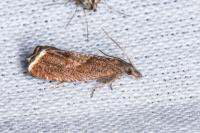 Dichrorampha acuminatana