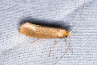Nematopogon