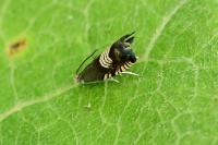 Grapholita compositella
