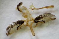 Bembecia uroceriformis