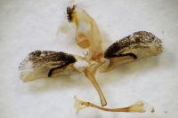 Bembecia uroceriformis
