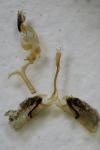 Bembecia uroceriformis