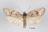 Cnephasia longana