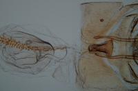 Cnephasia longana