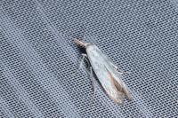 Coleophora