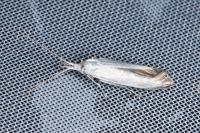 Coleophora