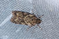 Gelechia muscosella