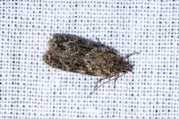 Gelechia muscosella