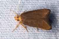 Eurodachtha pallicornella