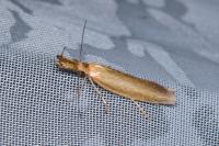 Pleurota