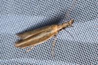 Pleurota