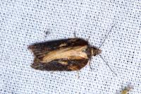 Acleris cristana