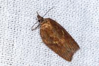 Acleris hastiana