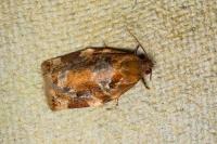 Archips xylosteana
