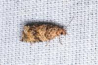 Celypha cespitana