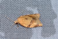 Clepsis consimilana