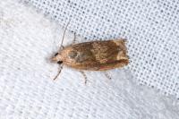 Eucosma conterminana