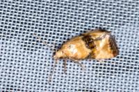 Eupoecilia angustana