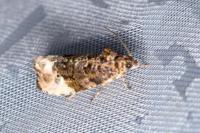 Hedya nubiferana
