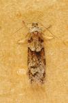 Tortricodes alternella
