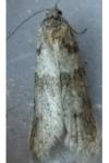 Tortricodes alternella