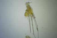 Nemapogon granellus