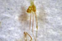 Nemapogon granellus