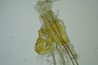 Nemapogon granellus