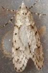 Diurnea fagella