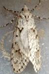 Diurnea fagella