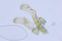 Parornix torquillella