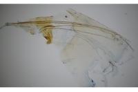 Nemapogon granellus