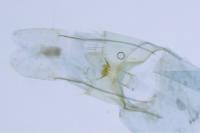 Bryotropha senectella
