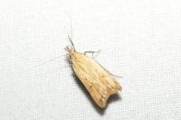 Dichomeris limosella